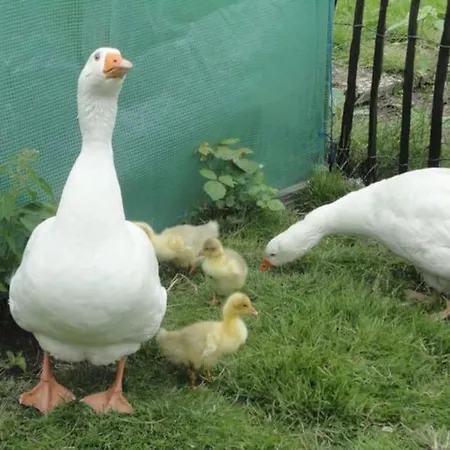 Piraten-nest * Шортенс