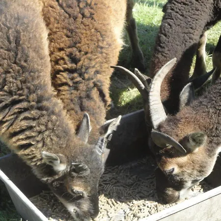 Дом отдыха Piraten-nest Шортенс