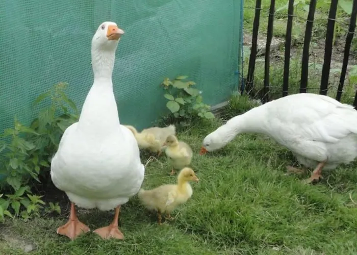 Piraten-nest * Schortens