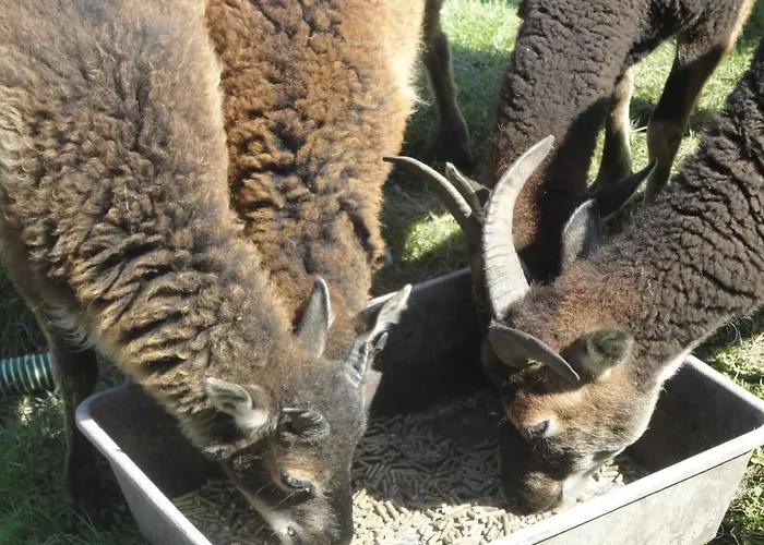 Сasa de vacaciones Piraten-nest Schortens